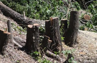деревья мешают школе Кургана