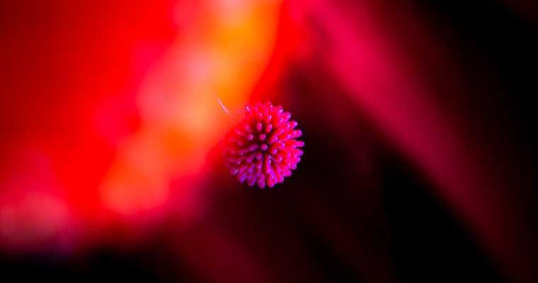 школьники не болеют коронавирусом