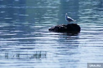 Камчатка экологическая катастрофа смерть животных росприроднадзор радионова