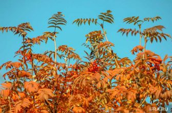 Тюмень прогноз погоды ближайшие дни
