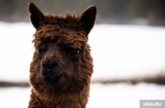 Антитела ламы коронавирус