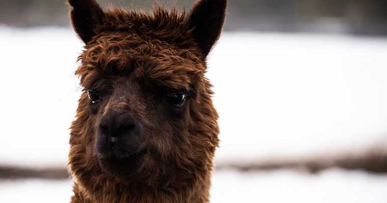 Антитела ламы коронавирус