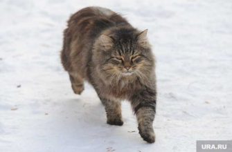 Челябинск зоозащитник кот