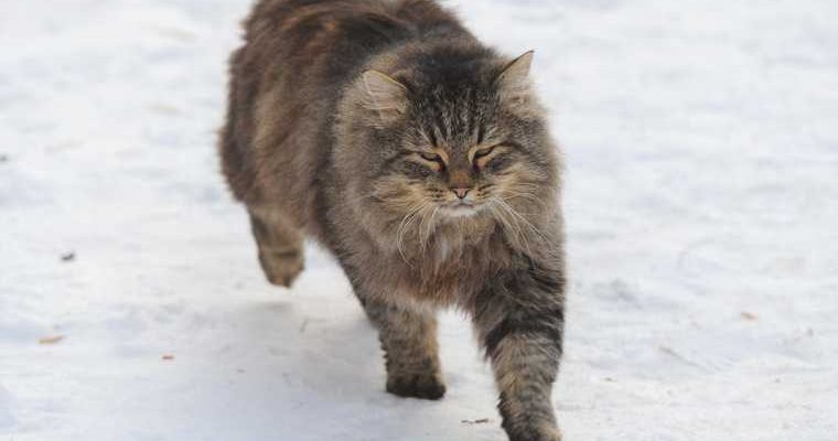 Челябинск зоозащитник кот