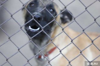 в Кургане ранили собаку