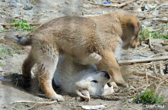 Тюменец убил щенка