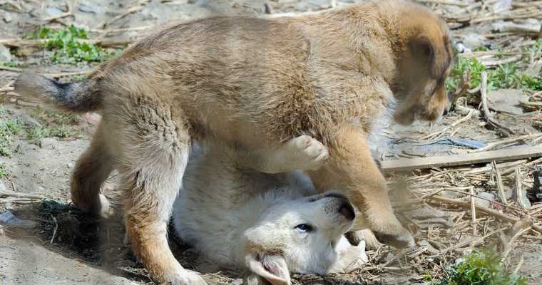 Тюменец убил щенка