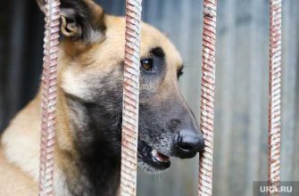 Лучший друг