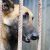 В Тюмени из-за угроз закрыли приют для животных