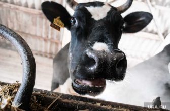 продают хозяйство