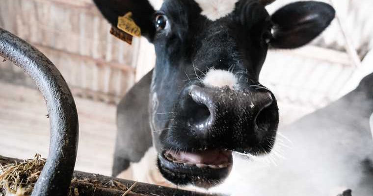 продают хозяйство