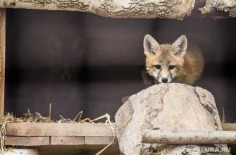 Работники сургутского аэропорта спасли