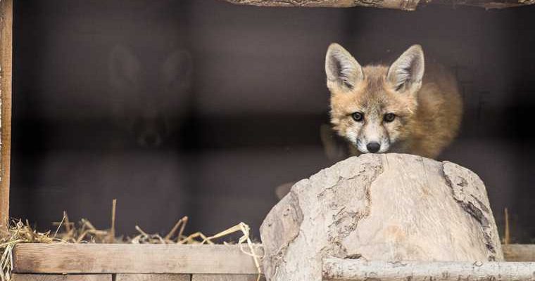 Работники сургутского аэропорта спасли