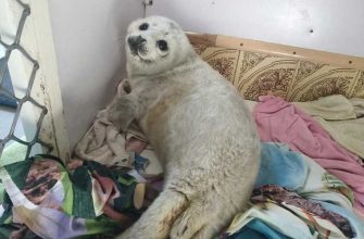 реабилитационный центр Тюлень