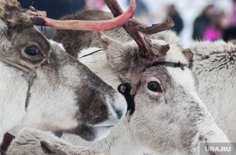 Олени скот домашние животные
