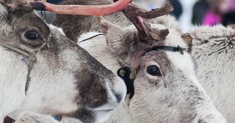 Олени скот домашние животные