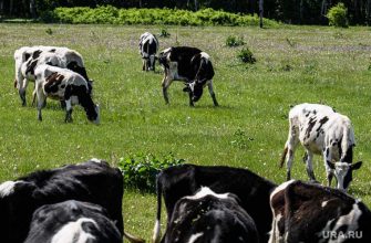 УГМК животные монастырь Среднеуральск