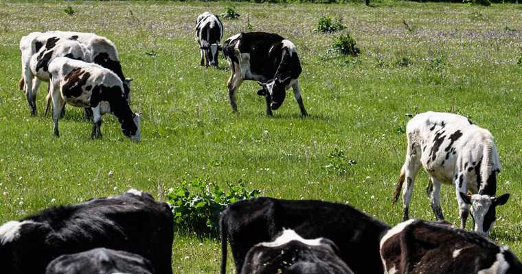 УГМК животные монастырь Среднеуральск
