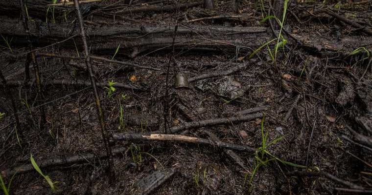 минприроды РФ Звездный загрязнение мазут