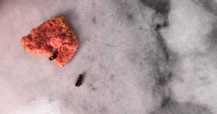 новости хмао в хлебе нашли червей насекомые в пряниках паразиты в продуктах хлебзавод хлебозавод в сургуте личинки опарыши