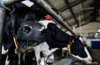 биологические отходы