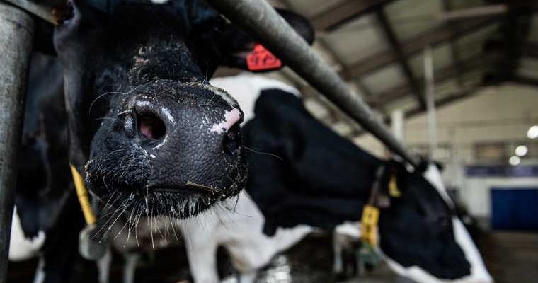 биологические отходы