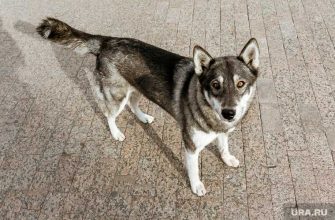 отлов животных ЯНАО расходы