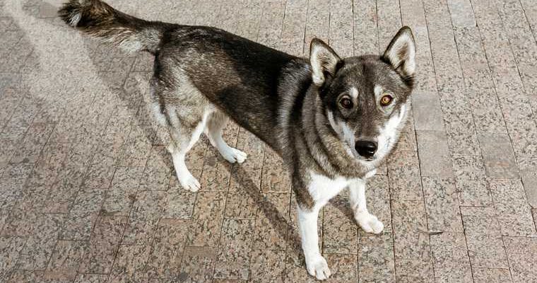 отлов животных ЯНАО расходы