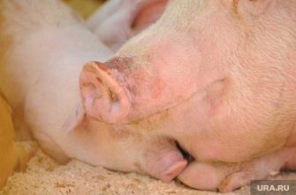 минпромторг долги на свинокмплексе