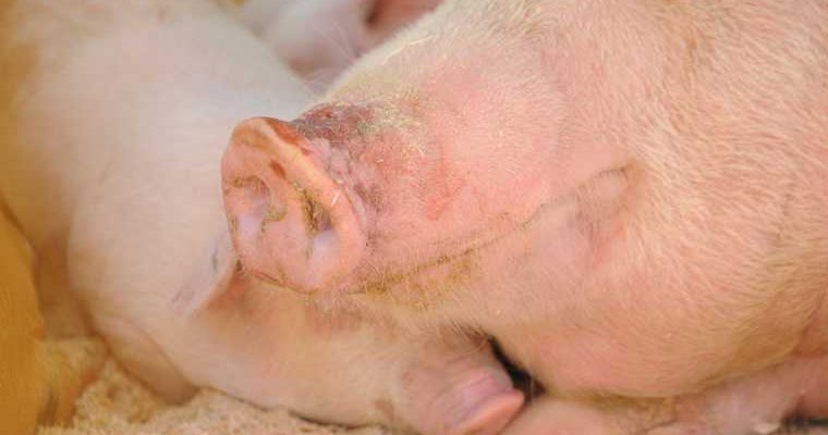 минпромторг долги на свинокмплексе