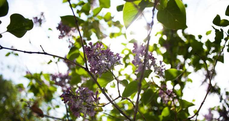 новости хмао погода в югре резкое аномальное потепление солнце жара прогноз погоды