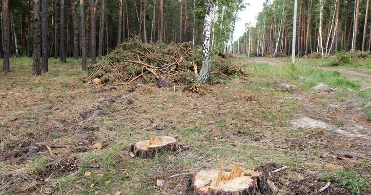 рубка деревьев