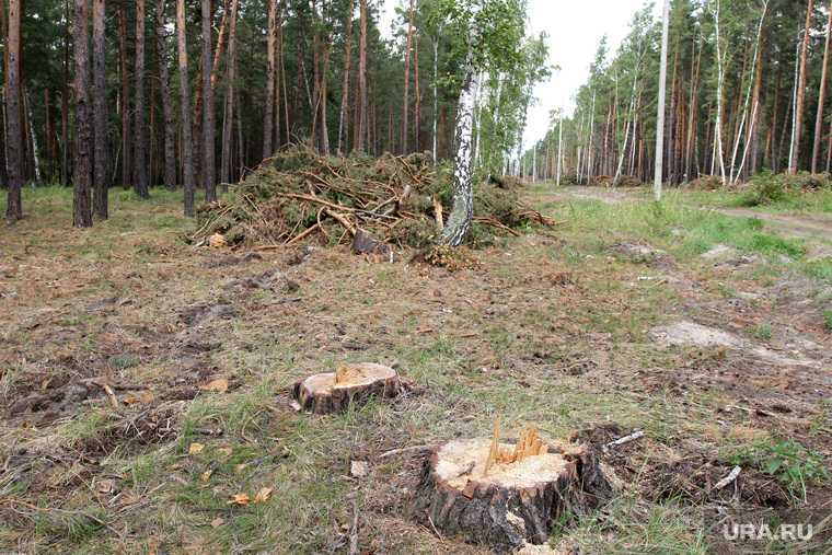 рубка деревьев