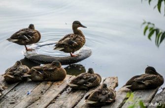 Челябинская область озера экология обмеление