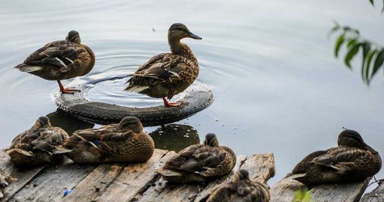 Челябинская область озера экология обмеление