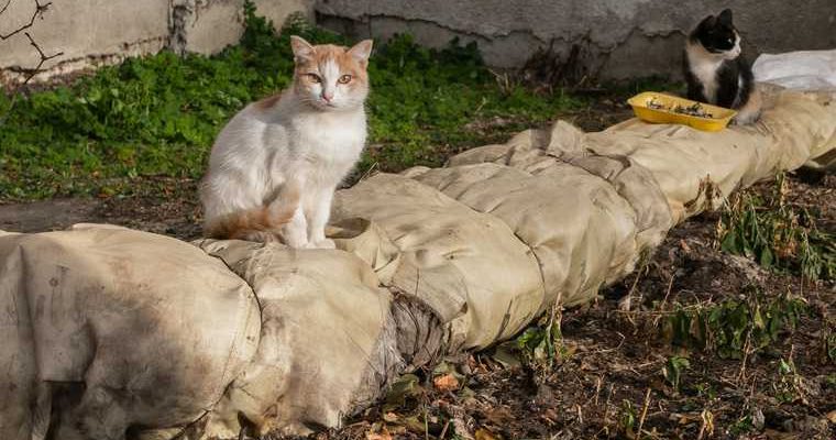 Россия кошки собаки учет регистрация