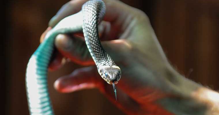 нашествие змей