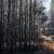 Осужденных привлекут к восстановлению сибирских лесов