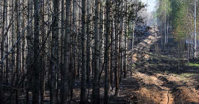 сибирский лес