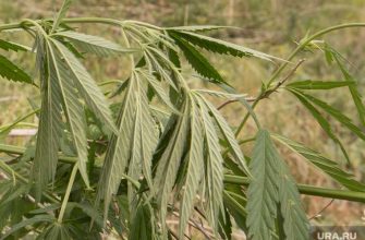 Сергей Минаев видеоблог комментарий ямальский депутат наркоман