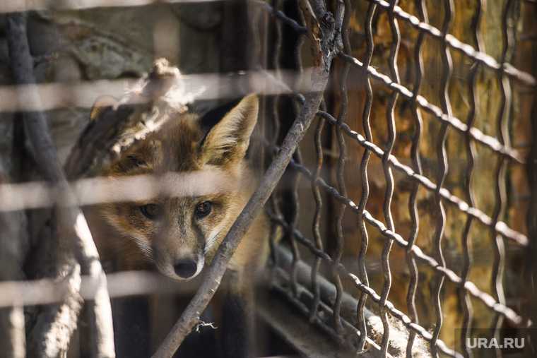 живодеры цирк запретить животные лисы