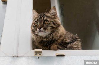 люди не могут заразиться COVID 19 от животных