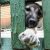 Муниципальный приют в Перми скрыл гибель более 100 собак