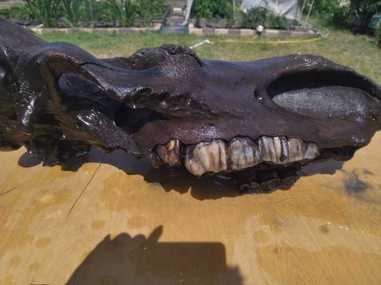 В тюменской реке нашли останки редкого животного эпохи мамонтов. Фото