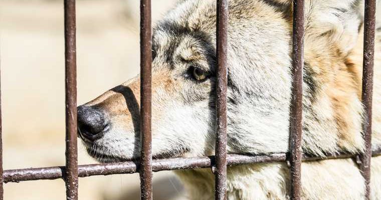 депутат-живодер