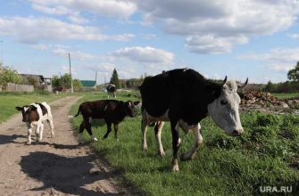 крупный рогатый скот