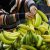 Росстат: цены на бананы в России установили пятилетний рекорд