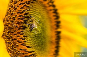 заморозка цен