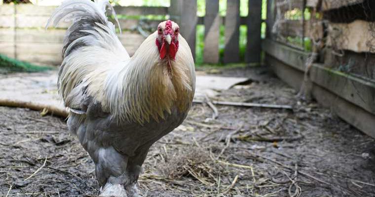 правительство