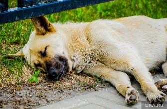 Курган бродячие собаки желтыми чипами